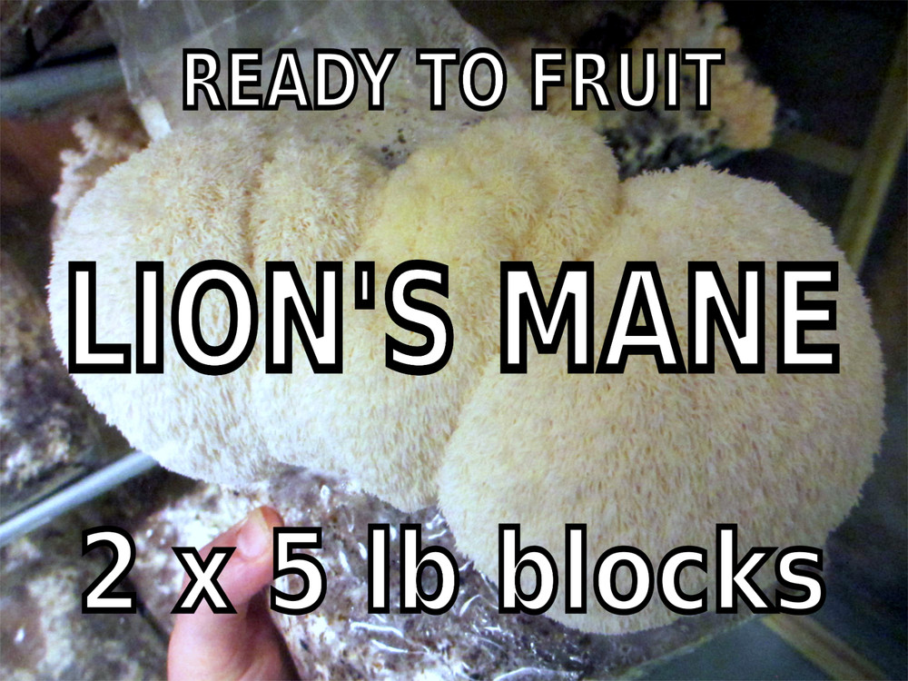 Lion’s Mane Mushroom Grow Kit 2-Pack (H. erinaceus) – 2 x 5 lb Blocks!