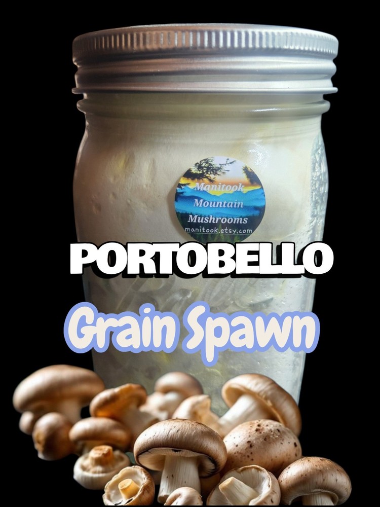 PORTOBELLO Mushroom Colonized Grain Spawn, 1 Quart