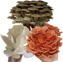 Specialty Trio Oyster Mushroom Grow Kit 3-Pack Variety – Beginner Friendly & Eas