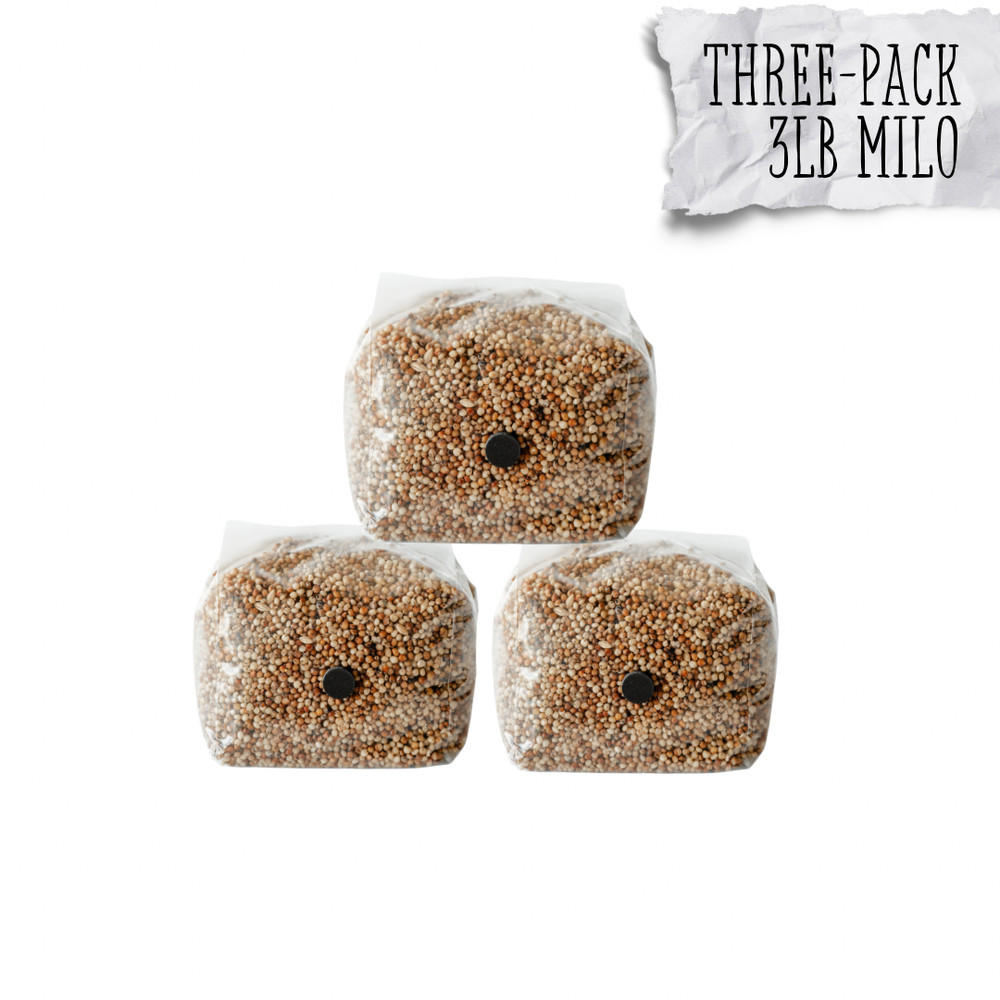 3 Pack | 3lb Milo Sorghum Grain Spawn
