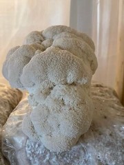 2 Mushroom Kits