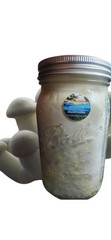 King Trumpet Mushroom Colonized Grain Spawn