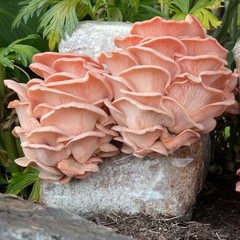 Pink (Flamingo) Oyster Mushroom Liquid Fungi Culture 10ml.