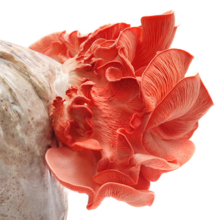 Pink Oyster (Pleurotus djamor) Liquid Culture