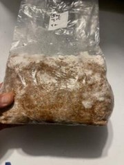5lb Sawdust/Grain Spawn Mix