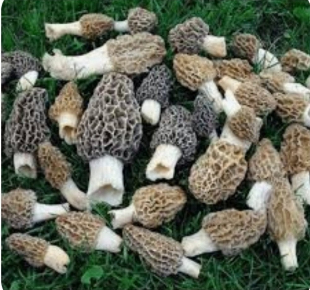 Morel Mushroom – Spawn – Garden Grow Kit – Covers 6′ X 6′ Area!