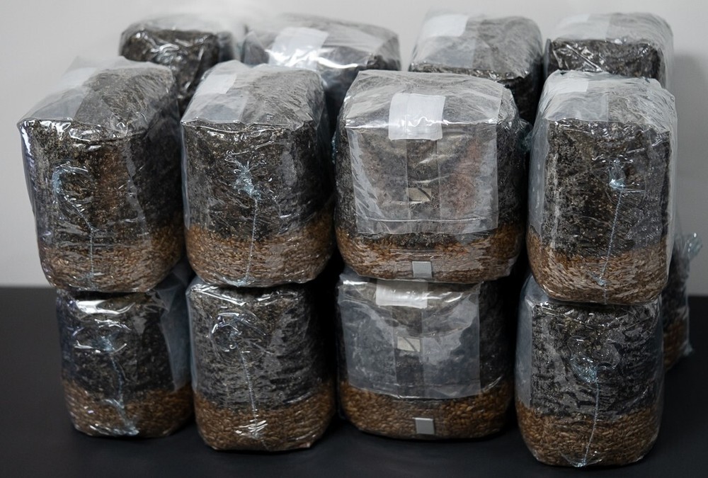 MycoHaus 16 Pack All in One 5 LB Rye & Compost Mushroom Substrate Spawn Grow Kit