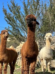 AlpacaSoil – Pasteurized Mushroom Growing Medium/Soil; Ready to Grow Sterilized