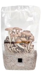 Mushrooms And Mushrooms Growing Supplyies