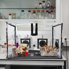 Large Still Air Box Mushroom Mycology Fume Hood Propagation Stationsgrow Kit Mus