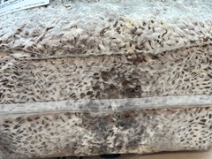 Pre-Inoculated Pink Oyster All-In-One Grow Bag 2KG+ | Visible Active Mycelium