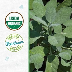100% Organic Seed Packet – Sage ‘Common’ 140mg Herbs
