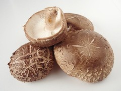 Shiitake Liquid Culture – 12cc Syringe – 5 Pack – Chefs Mushrooms
