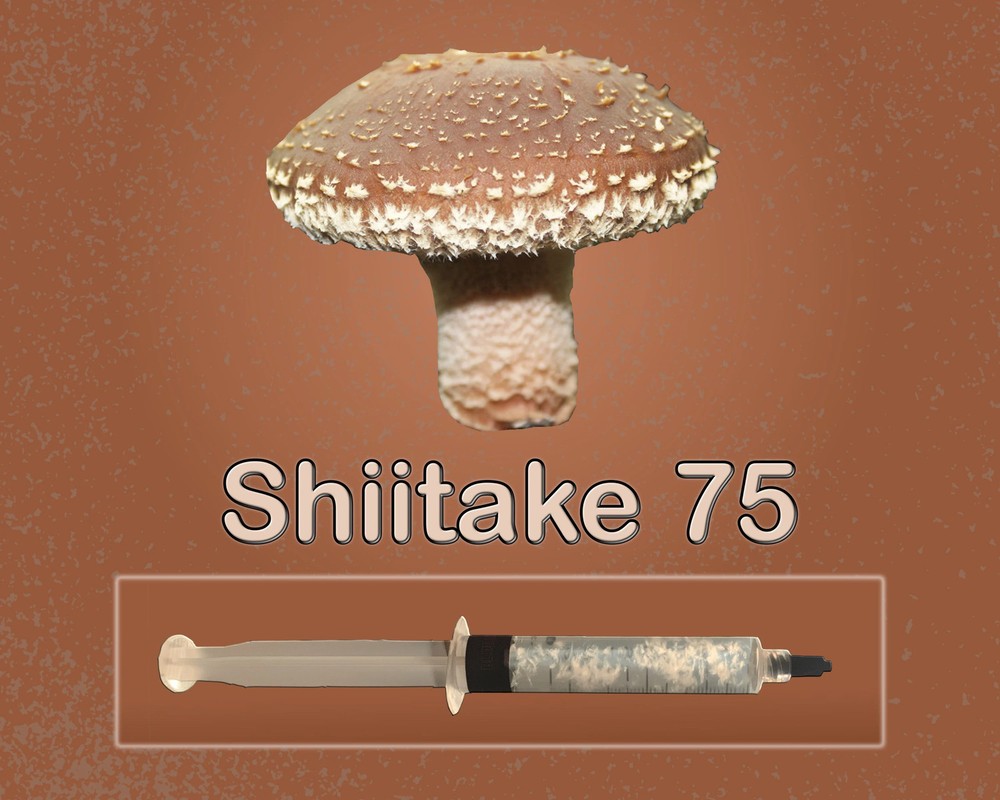 Shiitake Mushroom Liquid Culture Syringe 10ml Lentinula edodes Gourmet Log