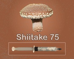 Shiitake Mushroom Liquid Culture Syringe 10ml Lentinula edodes Gourmet Log