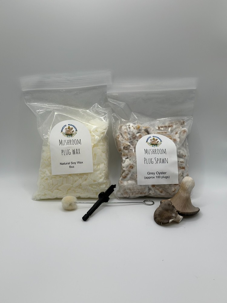 Grey Oyster Mushroom Plug Spawn 100x & drill bit/wax combo pack – FREE shipping