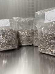 Premium Pink Oyster Mushroom Grain Spawn 1 lb Bag – Fast Colonizing