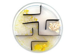 Set L: Slime mold Cultivation Set, Physarum, Badhamia, Blob, Schleimpilz, gift