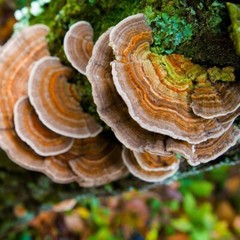 Turkey Tail Mushroom Liquid Fungi Culture 10ml