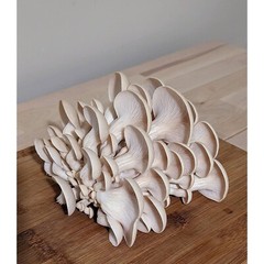 White Oyster Mushroom Liquid Culture Pleurotus ostreatus