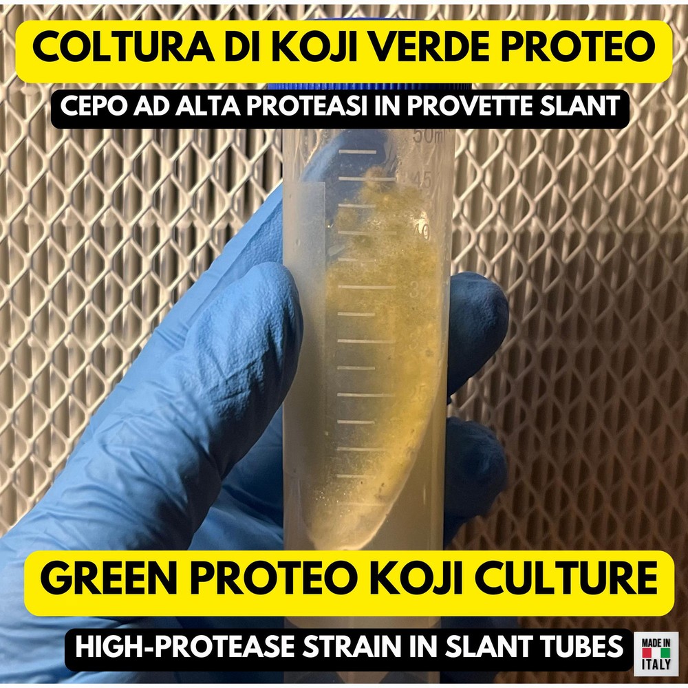 Aspergillus oryzae Green Proteo Koji Slant Proteolytic Agar Garum Meat