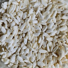White Koji Aspergillus oryzae Colonized Petri Plate Fermentation Miso Sake