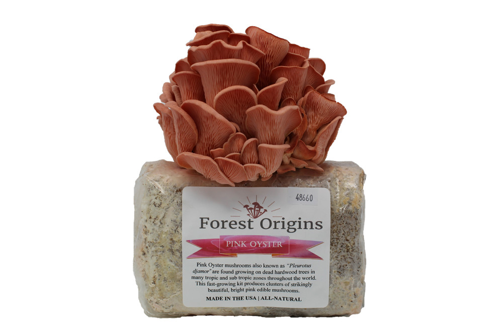 Pink Oyster Mushroom Grow Kit by Forest Origins | Beginner Mushroom Growing Kit
