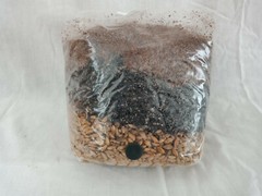 All in One Mushroom Grow Bag Sterilized 3 lb GROWING BIO-BAG KIT FAST SHIP [A]
