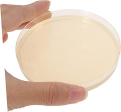 Agar Plates 10Pcs Nutrient Agar Plate Toy Tools Glass Mushroom Tools Prepoured P