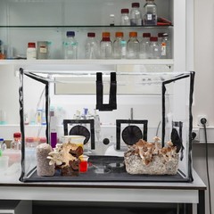 Large Still Air Box Mushroom Mycology Fume Hood Propagation Stationsgrow Kit Mus