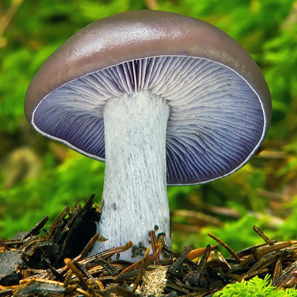 Blewit Mushroom (Lepista nuda) Liquid Culture