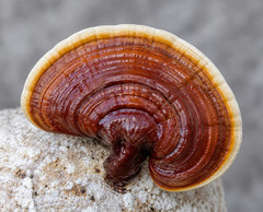 Reishi (Ganoderma Lucidum) Culture Plate
