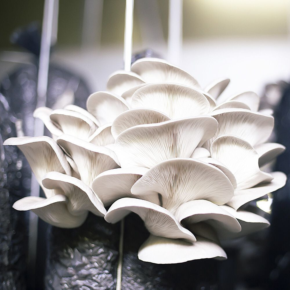 Apple Oyster Mushroom (Pleurotus ostreatus) Liquid Culture