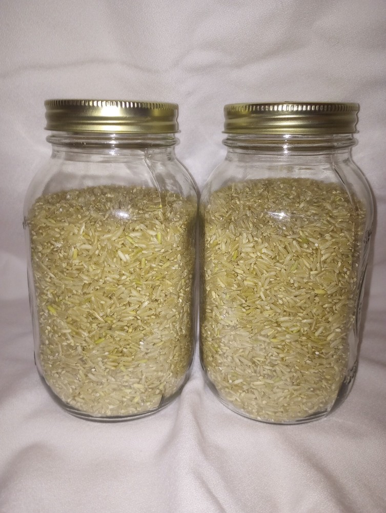 2 – Brown Rice Spawn Jars 64oz, Fast Colonizing, w/ inoculation and filter port