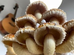 ORGANIC – Chestnut Mushroom (Pholiota Adiposa) Liquid Culture
