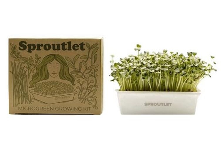 Sproutlet Self-Watering Microgreens Growing Kit – Easy Indoor 1-Pack Pearl