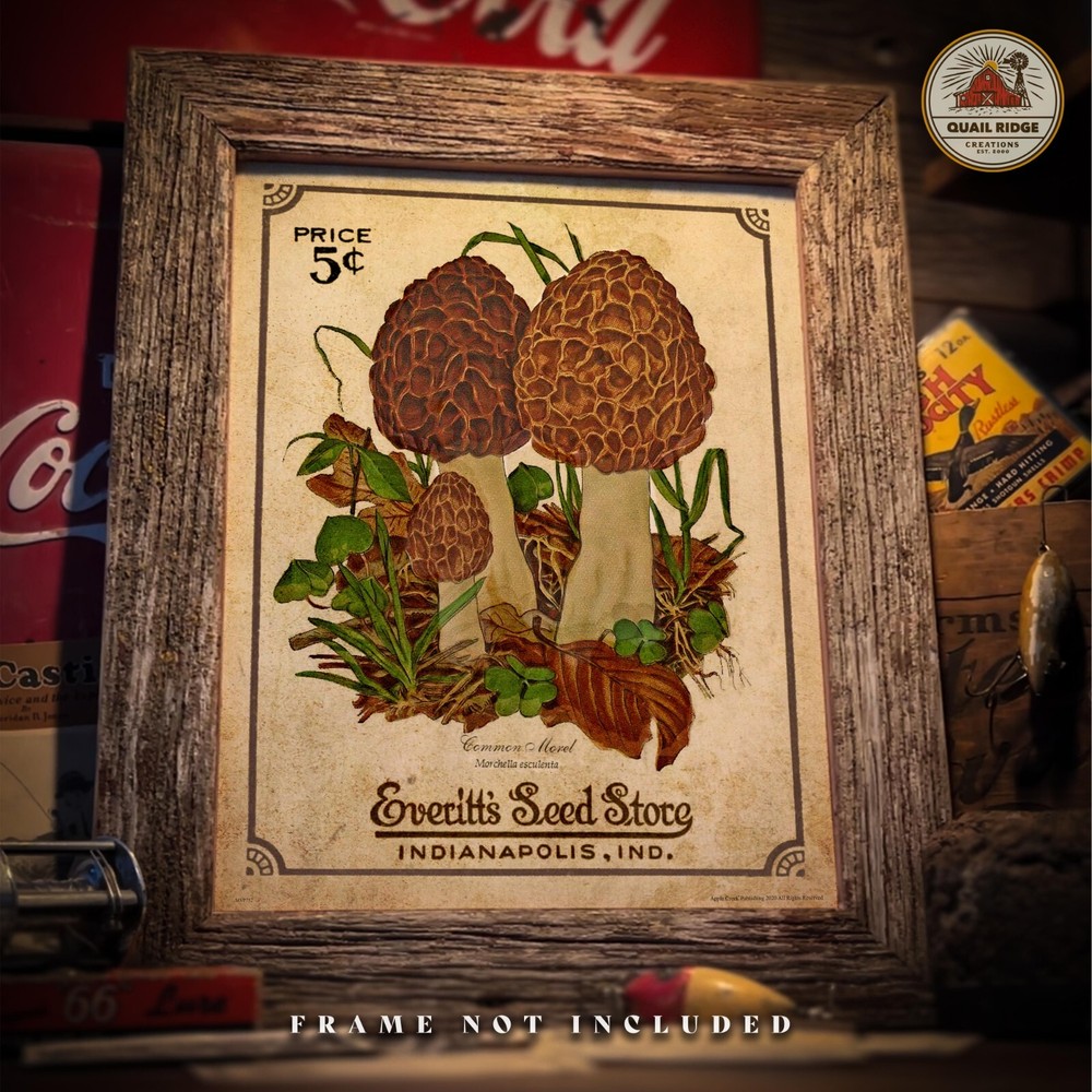 Morel Mushrooms Art Print 11×14 Mushroom Hunting Artwork Cabin Wall Decor Gift