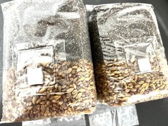 Magical 2lb All in One Mushroom Grow kit Pack of 2