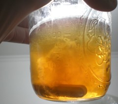 Reishi (Ganoderma lucidum) Liquid Culture