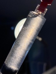 Cerioporus squamosus Liquid Culture | Polyporous Scales Mushroom Saddle Gourmet