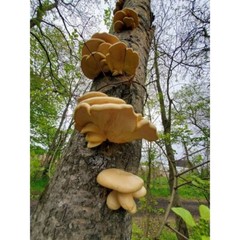 Aspen Oyster Pleurotus populinus Liquid Mushroom Culture