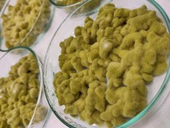 Green Amilo Koji Slant | High Saccharification Strain Sake Amazake | Agar