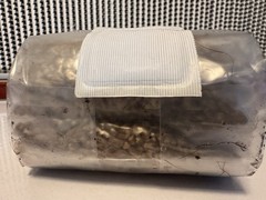 All-In-One (AIO) Grow bag For Dung Loving Mushrooms – Sterile Unicorn Bag