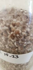 1 lb Sterilized Mushroom Grain Spawn Self Healing Jars