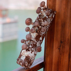 Organic Shiitake Mushroom Kit; Great Gift; Easy for Beginners, for Indoor Growin