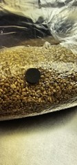 3 Pound Sterilized Grain Bags For Mushroom Cultivation