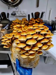 ORGANIC – Chestnut Mushroom (Pholiota Adiposa) Liquid Culture
