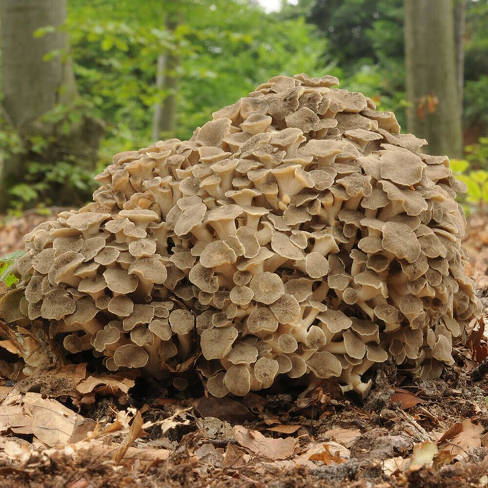 Zhu Ling (Polyporus umbellatus) Liquid Culture