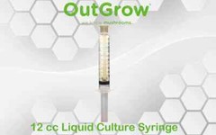 Morchella laurentiana Liquid Culture