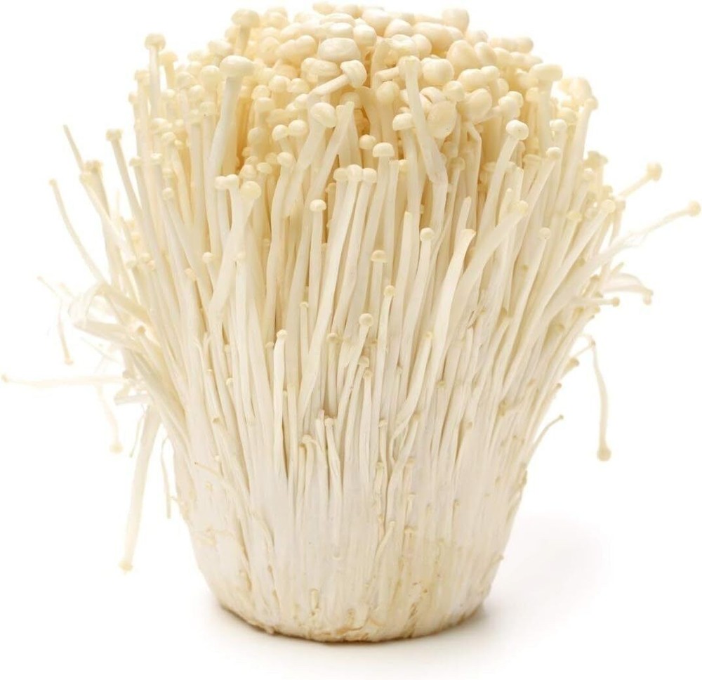 Enoki Mushroom Spawn Mycelium Grow Gourmet & Medicinal Mushroom 5 Gal (Winter)